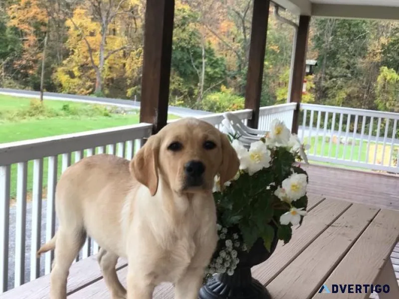 AKC Labrador Retriever puppies