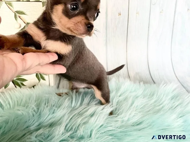 nfgjgf Chihuahua Puppies