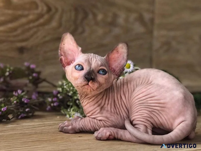Sphynx Kittens