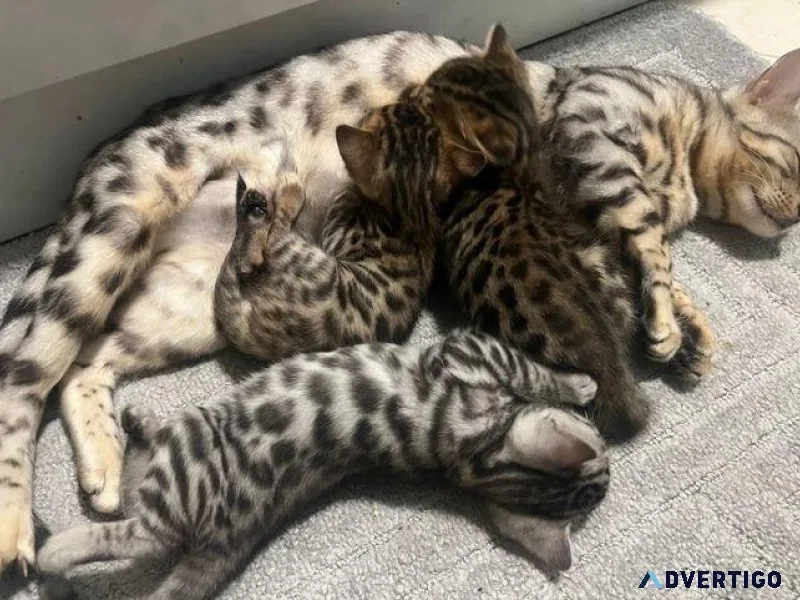 Stunning F2 Savannah TICA Kitten s