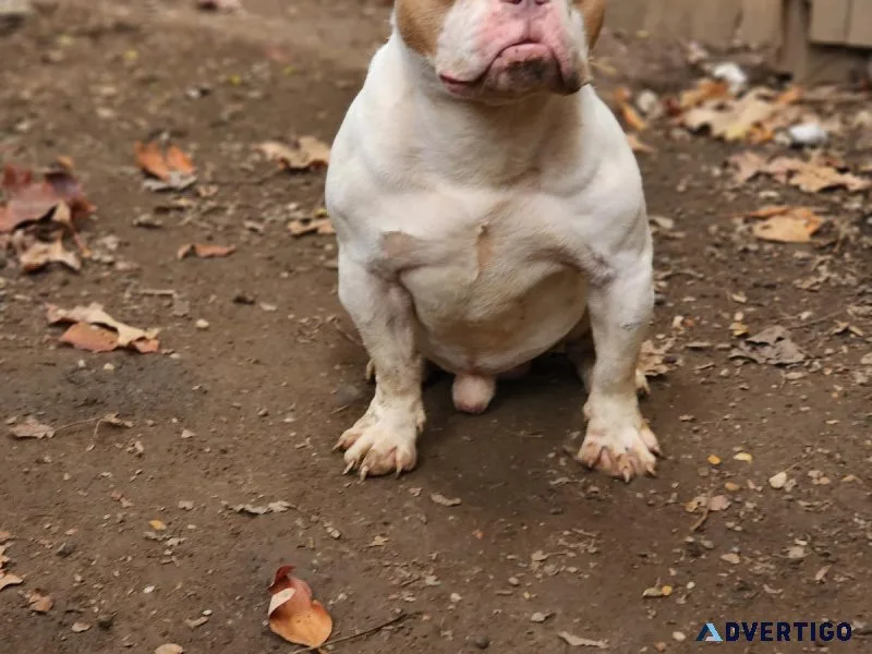 American Bully Available