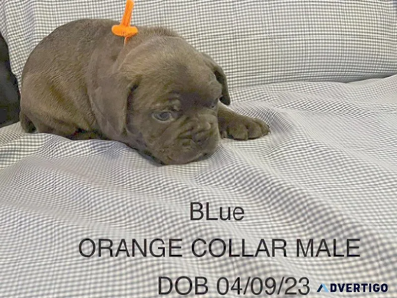 Mini Bulldog Puppies