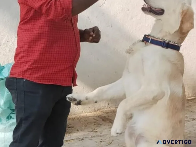 Best Dog Trainer in Bangalore  Expert Guidance
