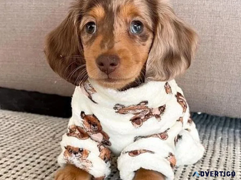 Lovely Mini Dachshund Puppies