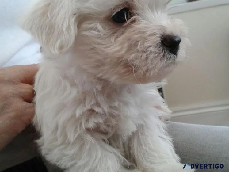 West Highland White Terrier Puppies