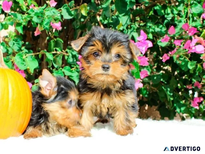 Yorkie available.