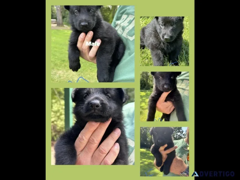 Purebred Black German Shepherd Puppies