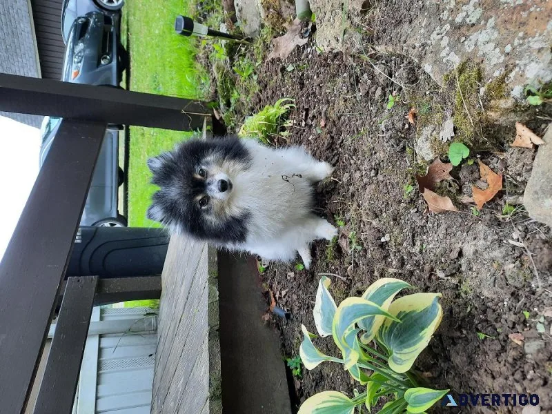 AKC Pomeranian