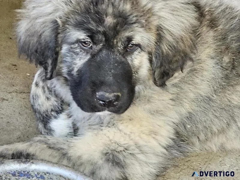 Kangal Shepherd Puppies