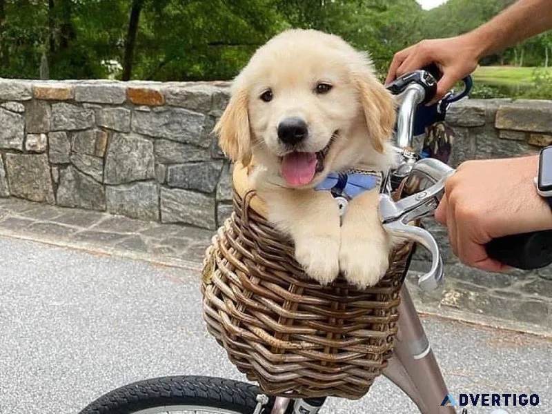 bht Golden Retriever Puppies