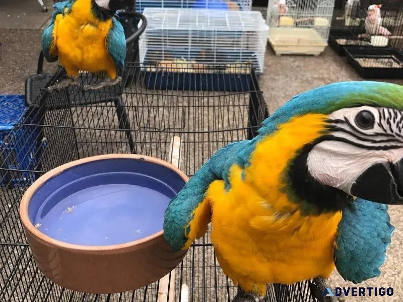 Hand Reared Friendly Blue and Gold Macaws