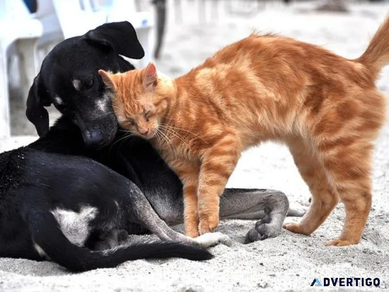 Leading Pet Hospital in Oxford MS  Oxford Veterinary Clinic