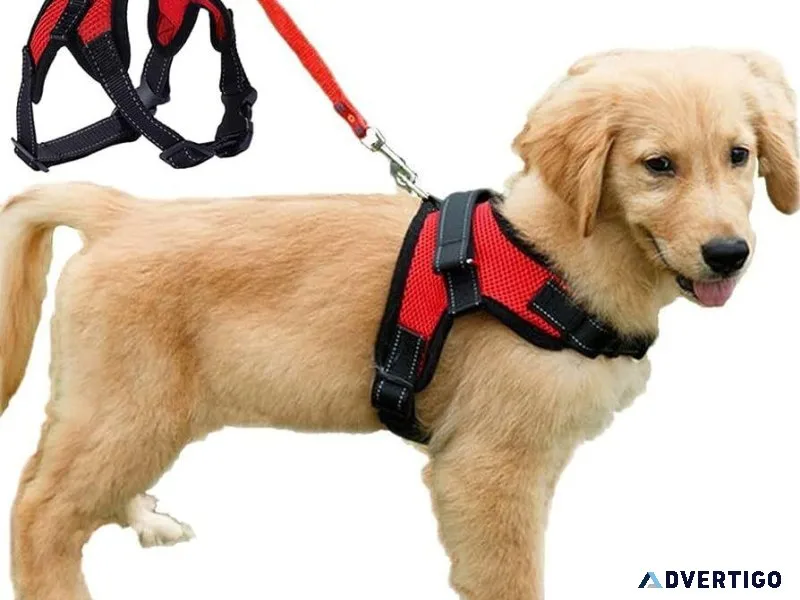 Canadian Canine Style Dog Collars That Wow