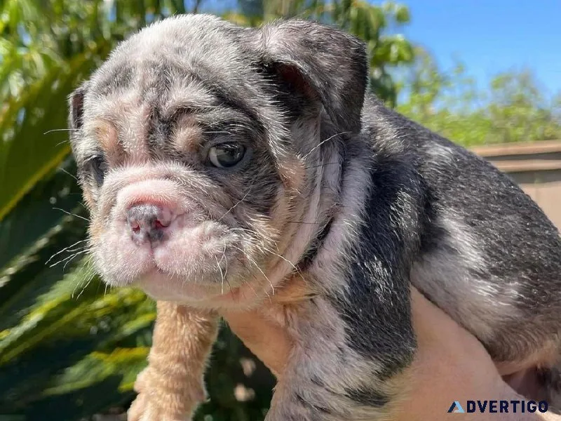 English bulldog puppies for sale