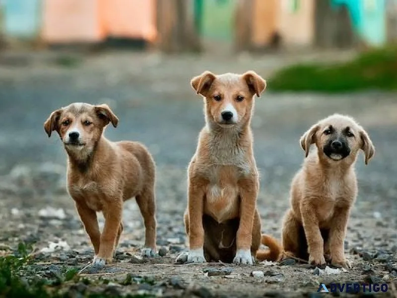 Do You Love Your Pet This is How to Show It