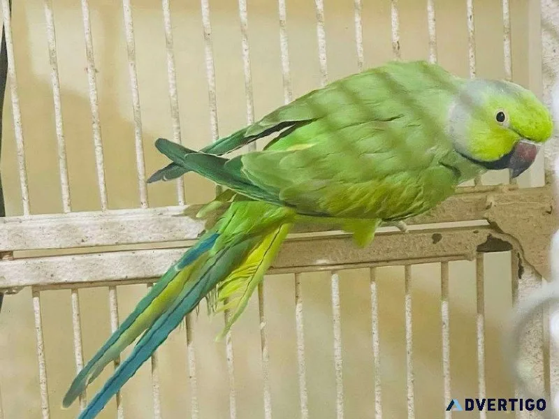 Stunning Indian Ringneck Parakeets for sale.