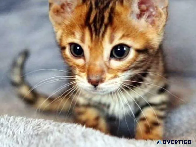 Beautiful Bengal kittens fully registered
