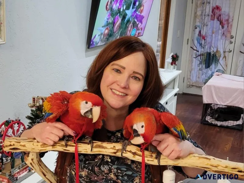 Well Tamed Scarlet Macaws for sale 2 yrs old
