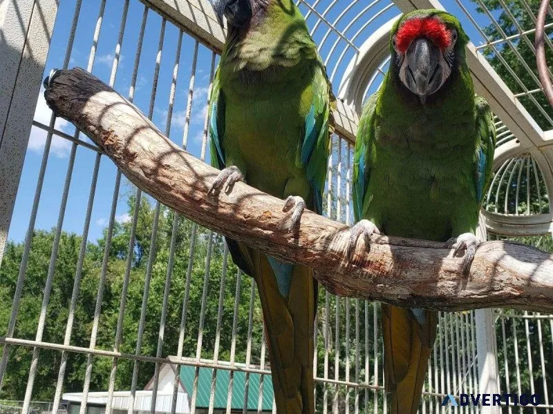 Military Macaws