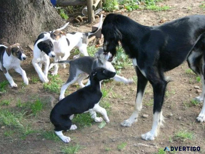 Adorable Chart Polski puppies