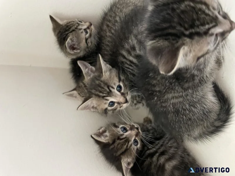 blue eyed kitties