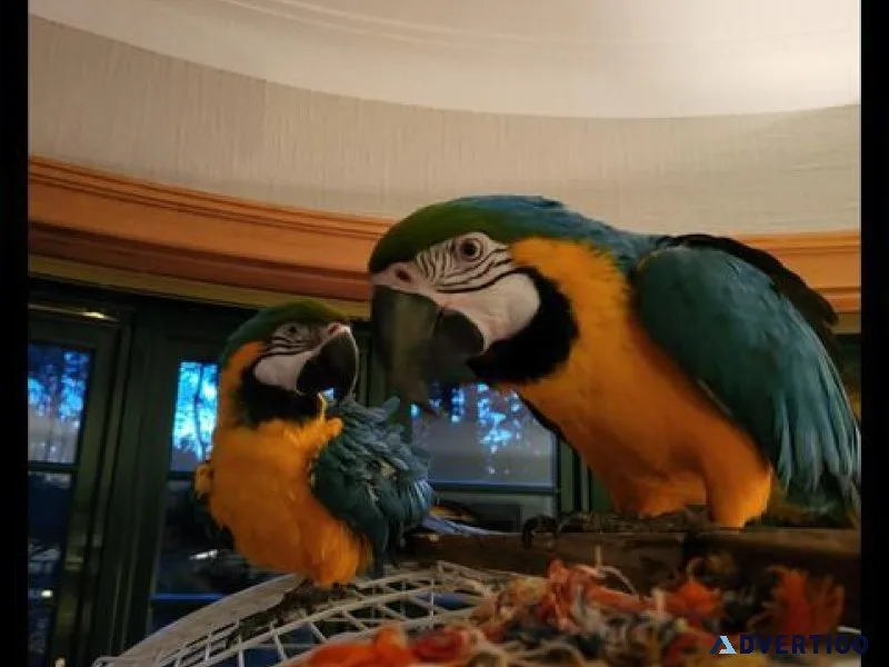 Blue and Gold Macaws available now for sale