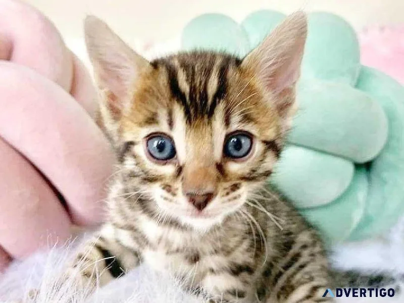Blue eyed white bengal Kittens