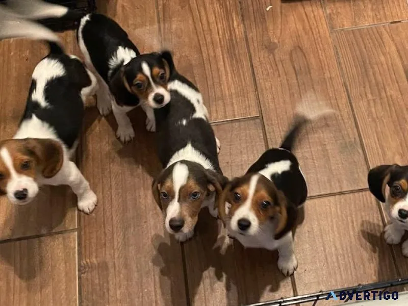 Adorable Beagle puppies