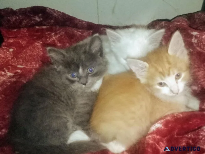 B.B.  Kittens