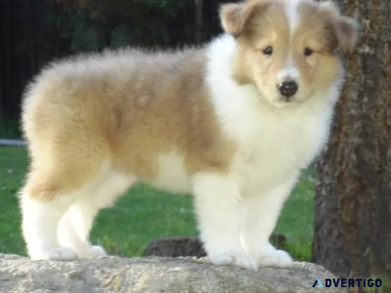 Well trained Collie Puppies available now