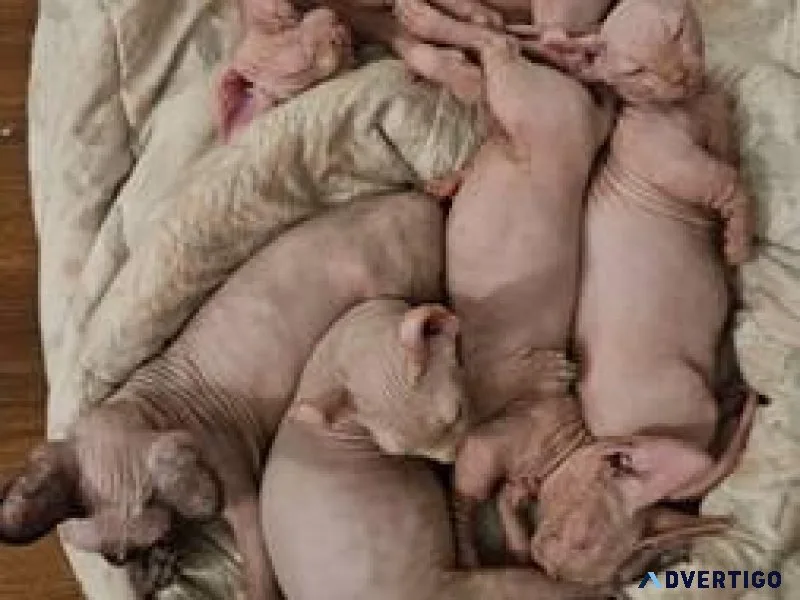 Sphynx Kittens Ready For Forever Home