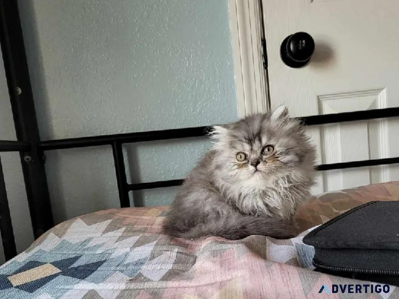 Registered Persian kittens