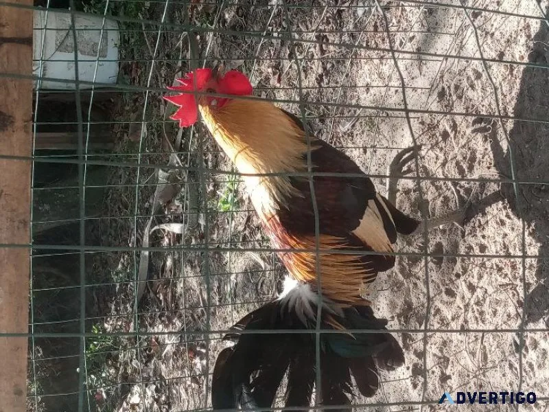 Game chickens