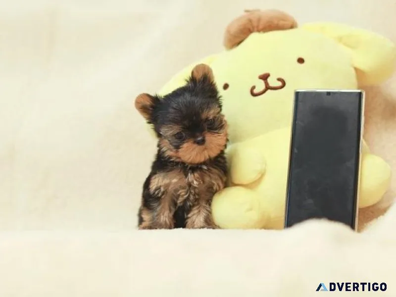 Jgsu Yorkie Puppies for sale