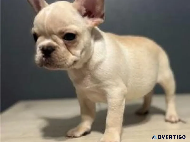 Lovely French Bulldog Puppies