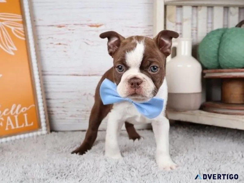 AKC Boston Terrier puppies available