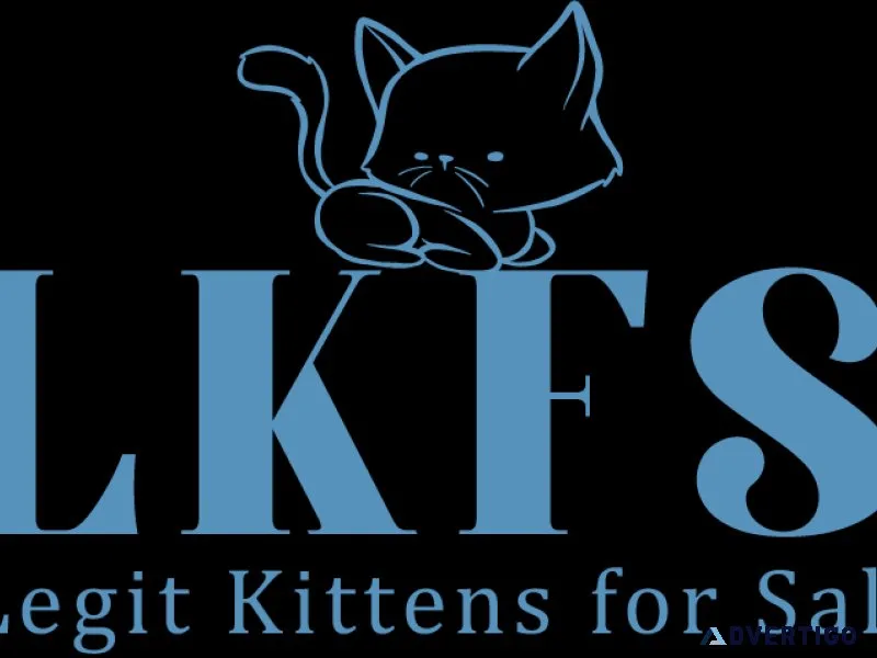 Buy Bengal kitten for sale online