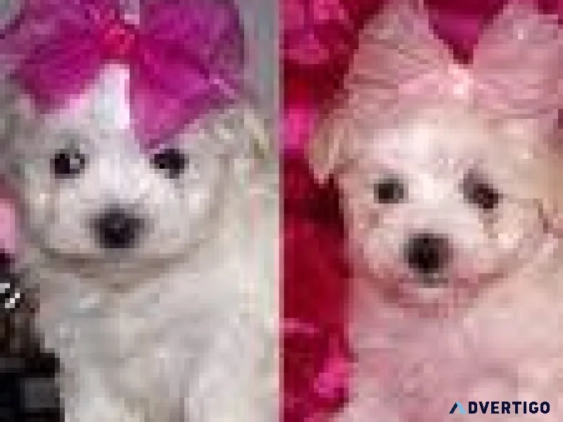 Male and Female Maltese Puppies
