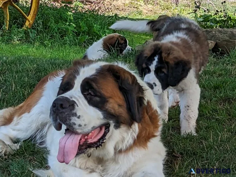St.Bernard Puppies
