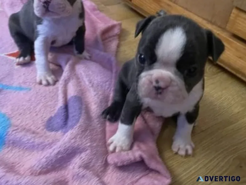 beautiful akc registered boston terrier puppies
