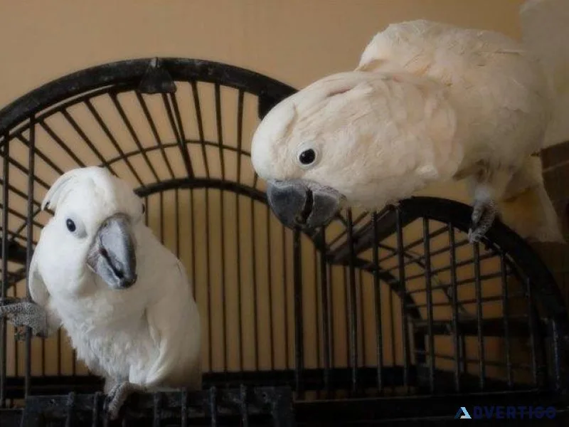 A pair of Umbrella Cockatoos Available for sale