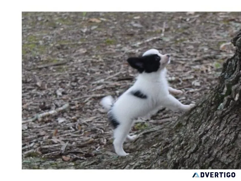 Papillon puppies