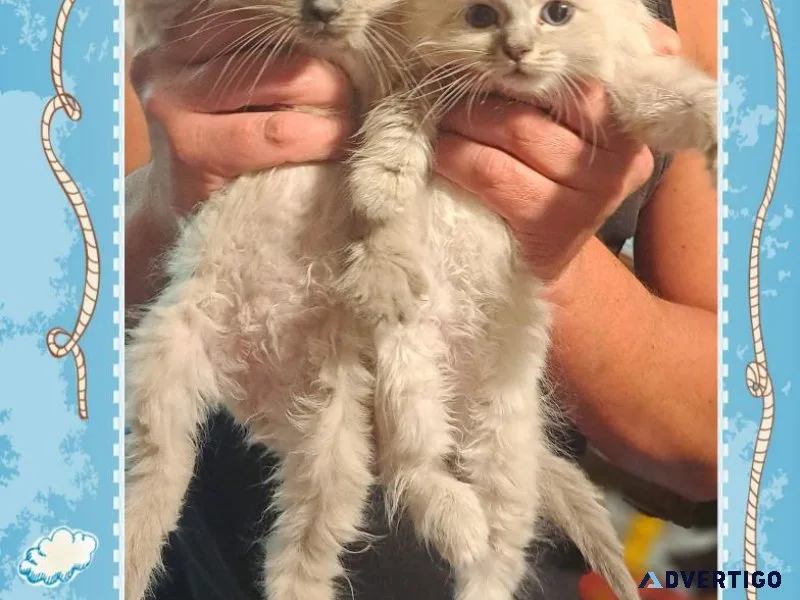 Ragamuffin kittens