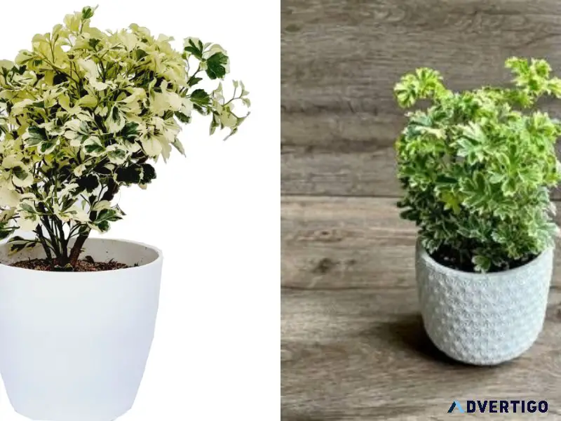 What is the best way to purchase Aralia variegated Plant online