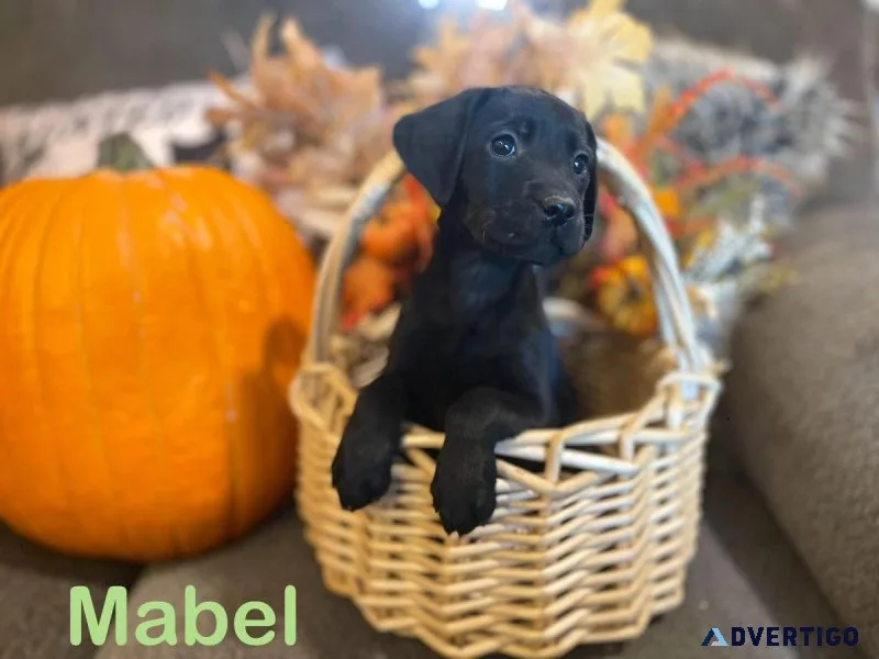 AKC Labradors