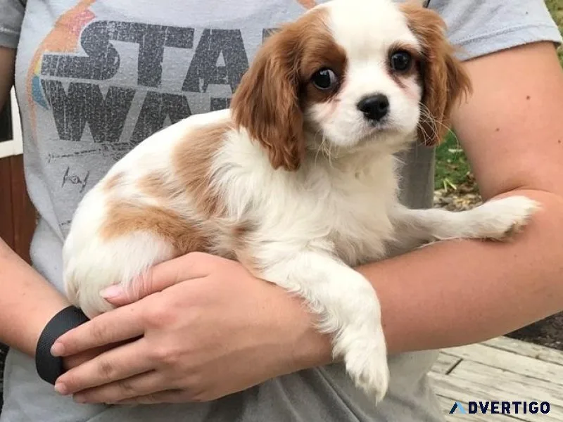 Inquire Cavalier King Charles puppies