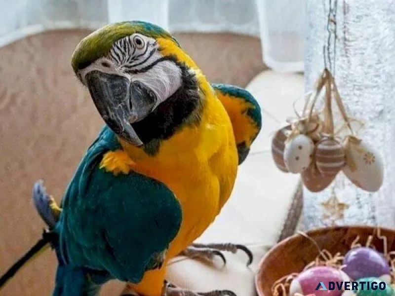 NHS Blue and Gold Macaws available
