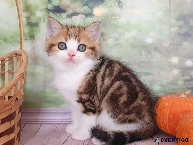 adorable scottish fold  kittens (804) 800-8862