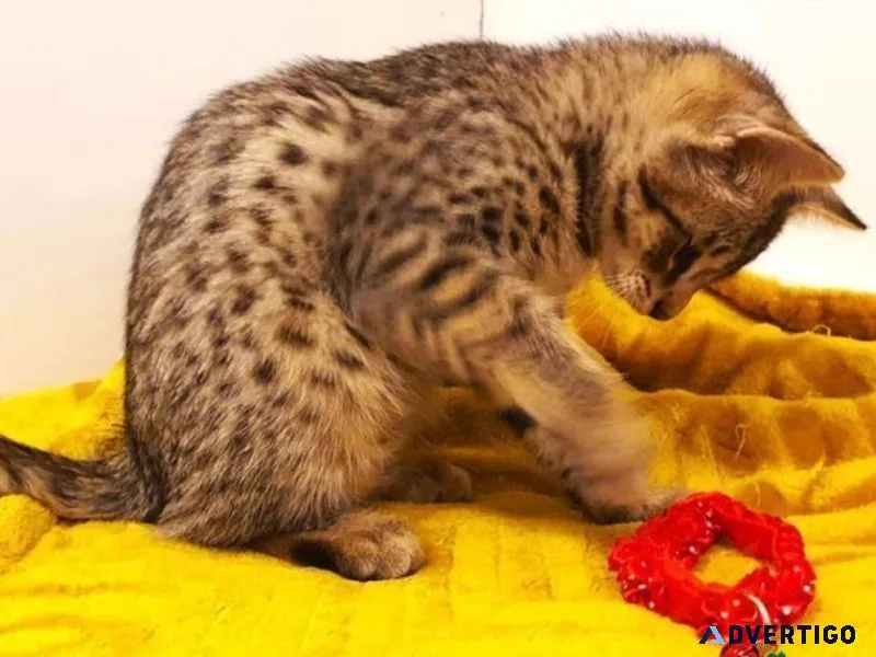 F2 Male and Female Savannah kittens TICA reg.