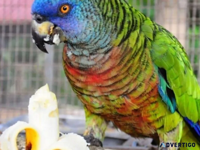 Saint Lucia Amazon Parrot